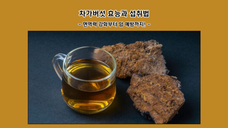 차가버섯 효능과 섭취법: 면역력 강화부터 암 예방까지!