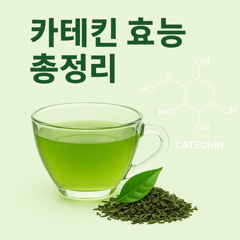 카테킨 효능